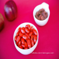 High nutrition Chinese Herb Medicine dried goji berry